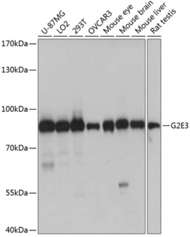 100UL G2E3 ANTIBODY 100 ul