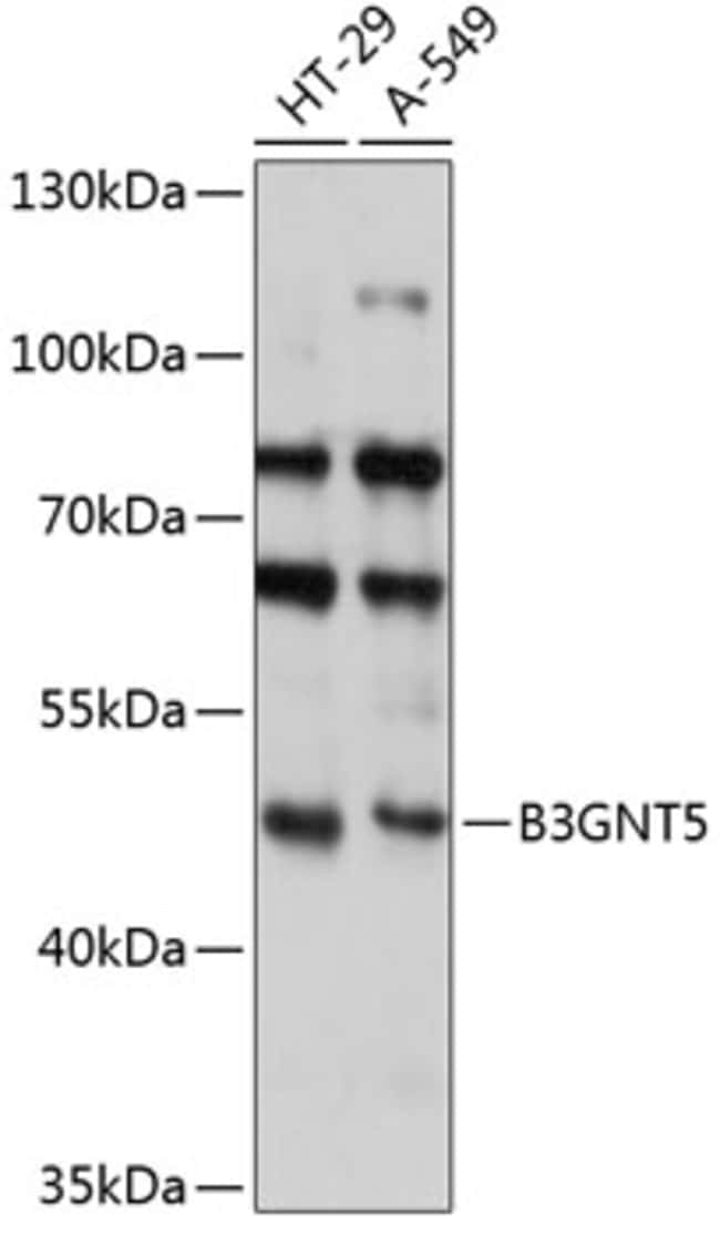 100UL B3GNT5 ANTIBODY 100 ul