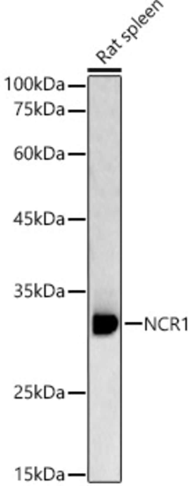 100UL CD335 (NKP46) ANTIBODY 100 ul