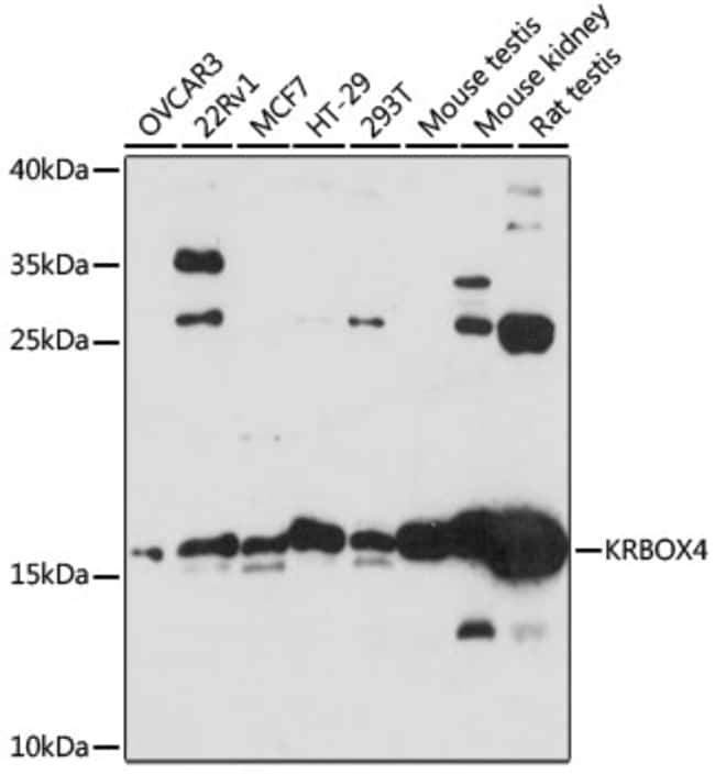 100UL KRBOX4 ANTIBODY 100 ul