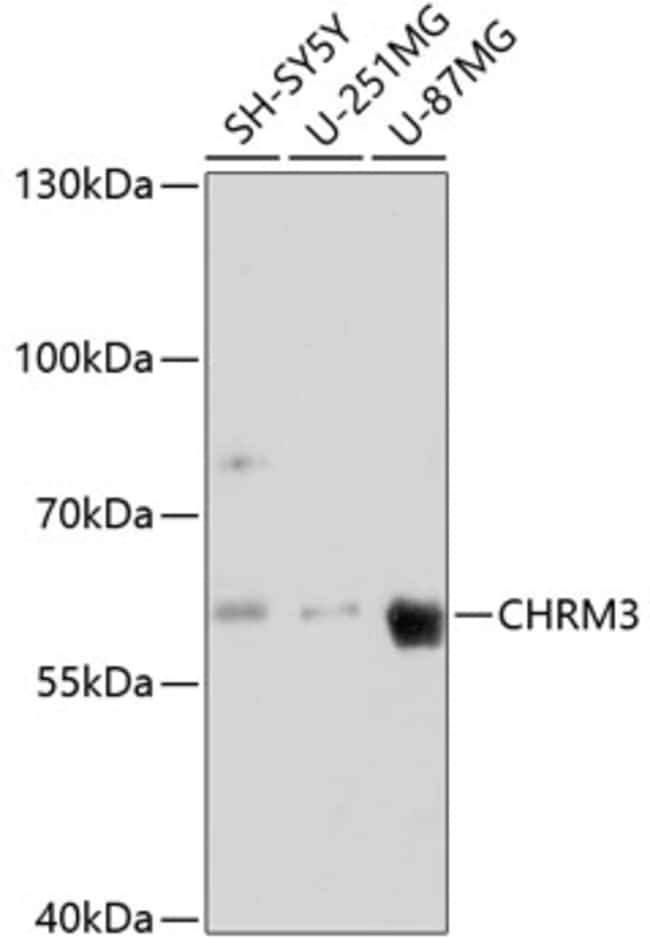100UL CHRM3 ANTIBODY 100 ul