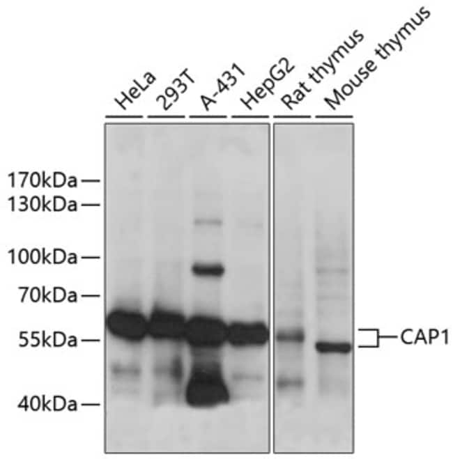 100UL CAP1 ANTIBODY 100 ul