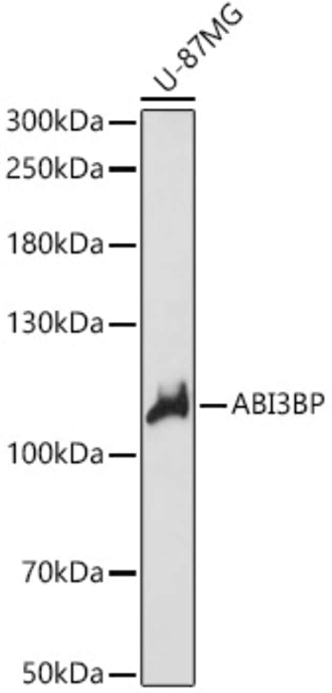 100UL ABI3BP ANTIBODY 100 ul