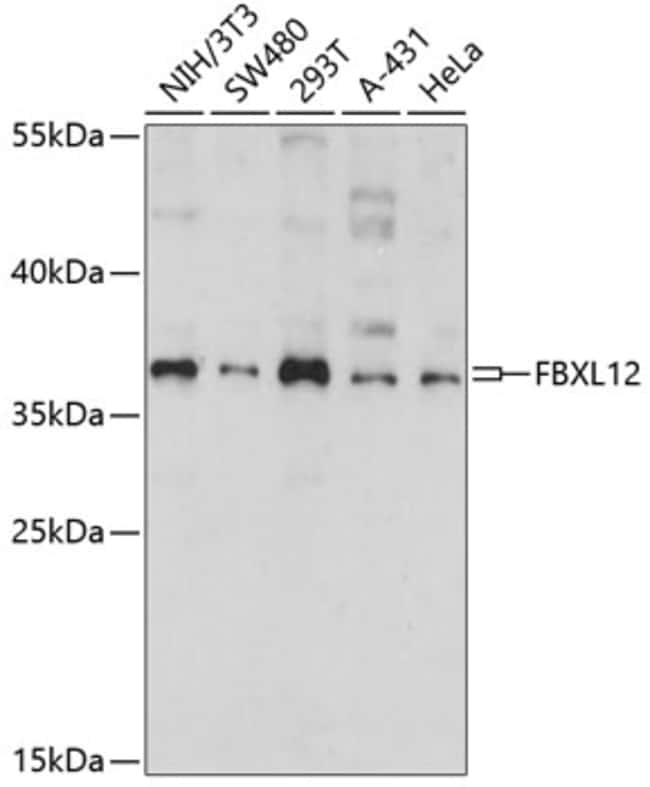 100UL FBXL12 ANTIBODY 100 ul