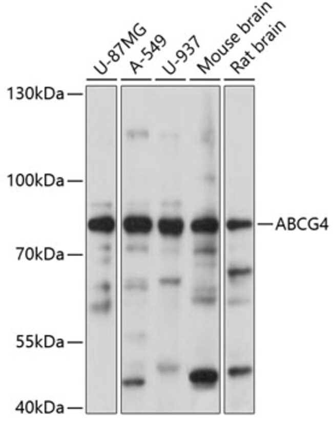 100UL ABCG4 ANTIBODY 100 ul