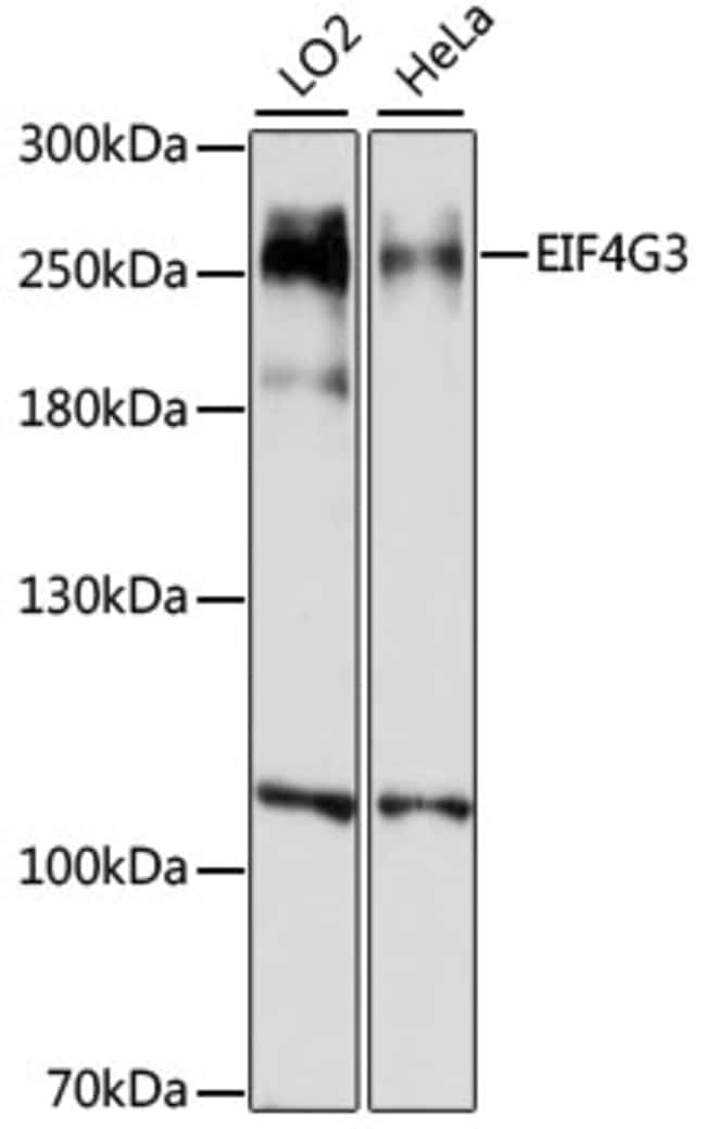 100UL EIF4G3 ANTIBODY 100 ul