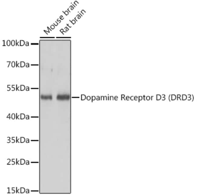 100UL DRD3 ANTIBODY 100 ul
