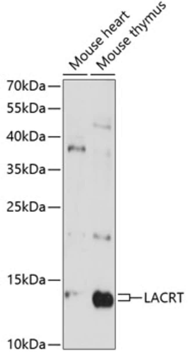 100UL LACRT ANTIBODY 100 ul
