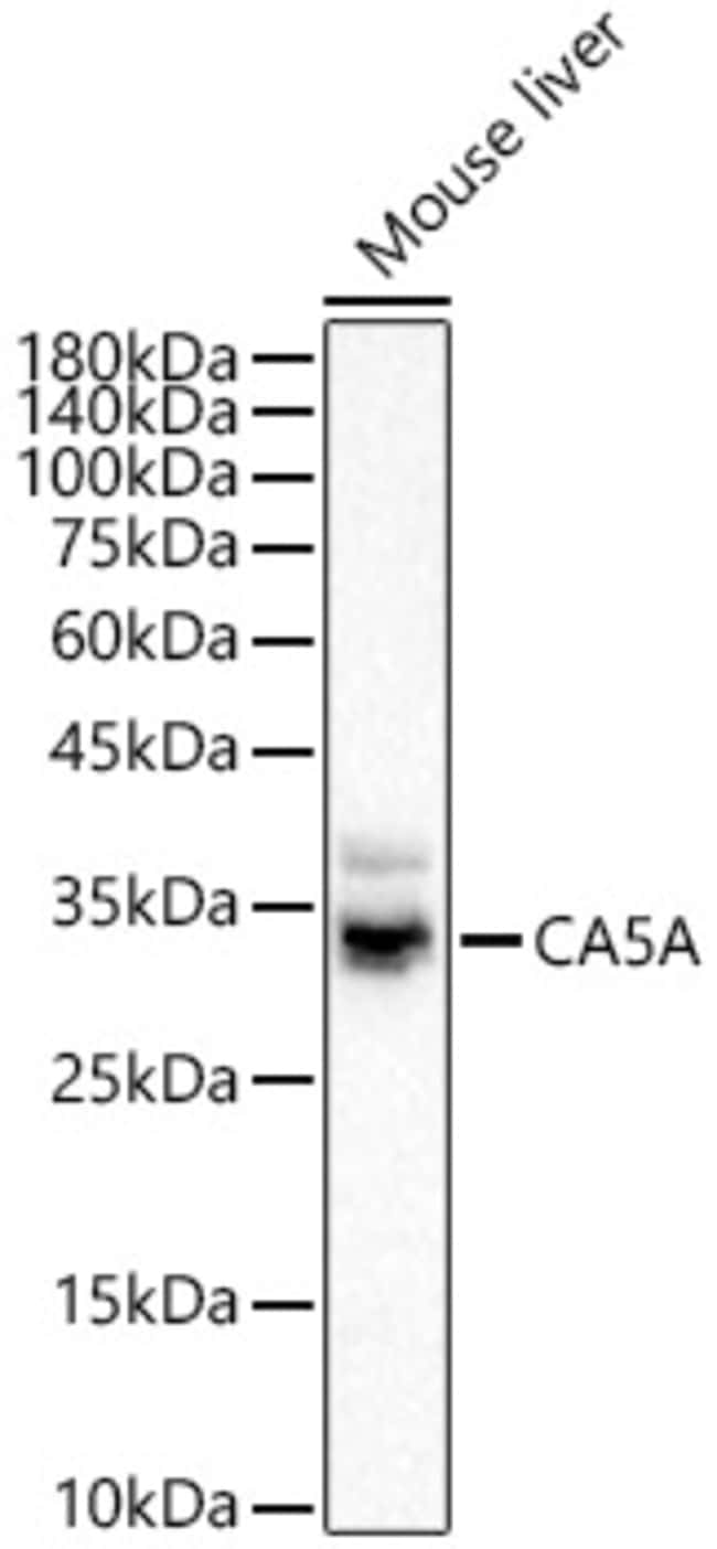 100UL CARBONIC ANHYDRASE VA ANTIBODY 100