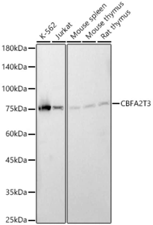 100UL MTG16 ANTIBODY 100 ul