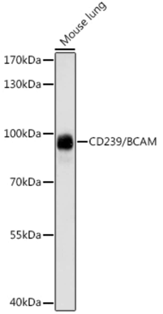 100UL BCAM ANTIBODY 100 ul