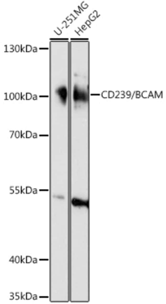 100UL BCAM ANTIBODY 100 ul
