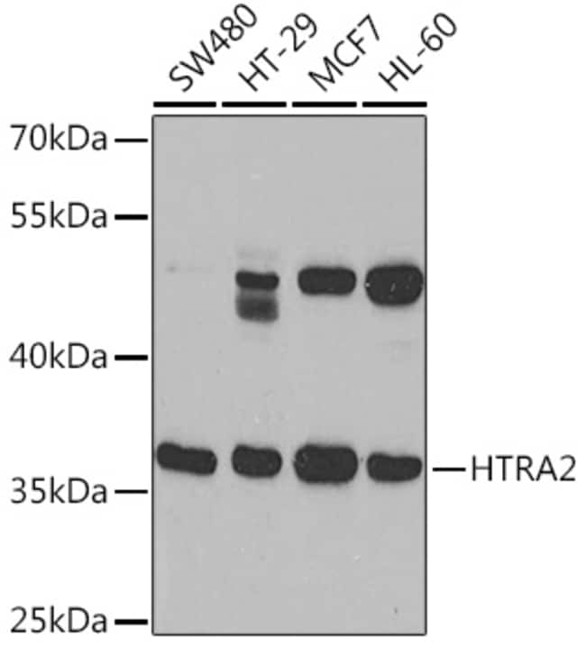 100UL HTRA2 ANTIBODY 100 ul