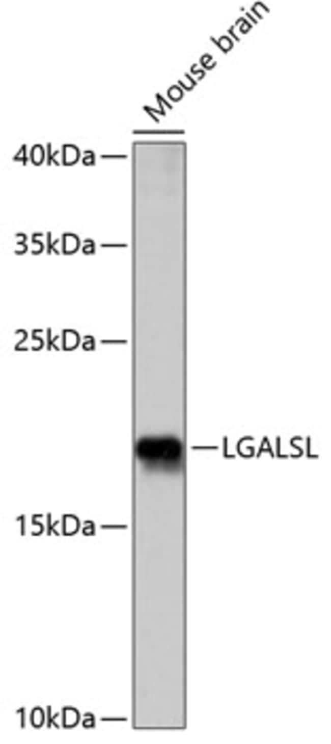 100UL LGALSL ANTIBODY 100 ul