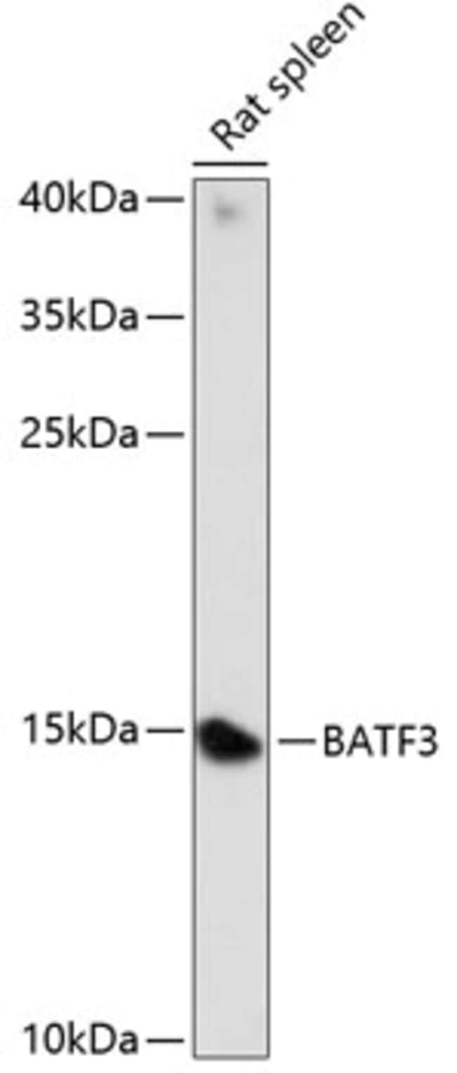 100UL BATF3 ANTIBODY 100 ul