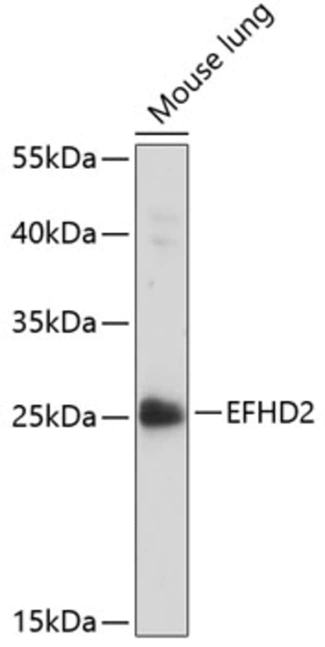 100UL EFHD2 ANTIBODY 100 ul