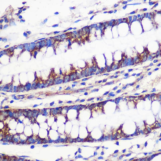 100UL MRPL54 ANTIBODY 100 ul