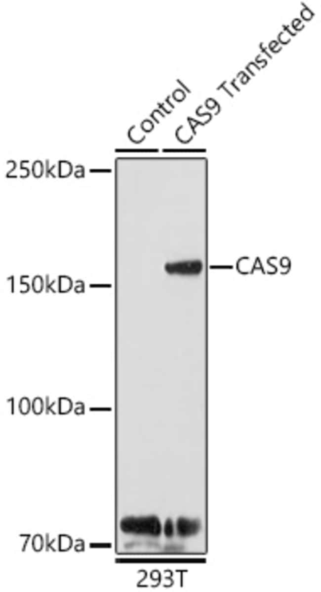 100UL CRISPR-CAS9 ANTIBODY 100 ul