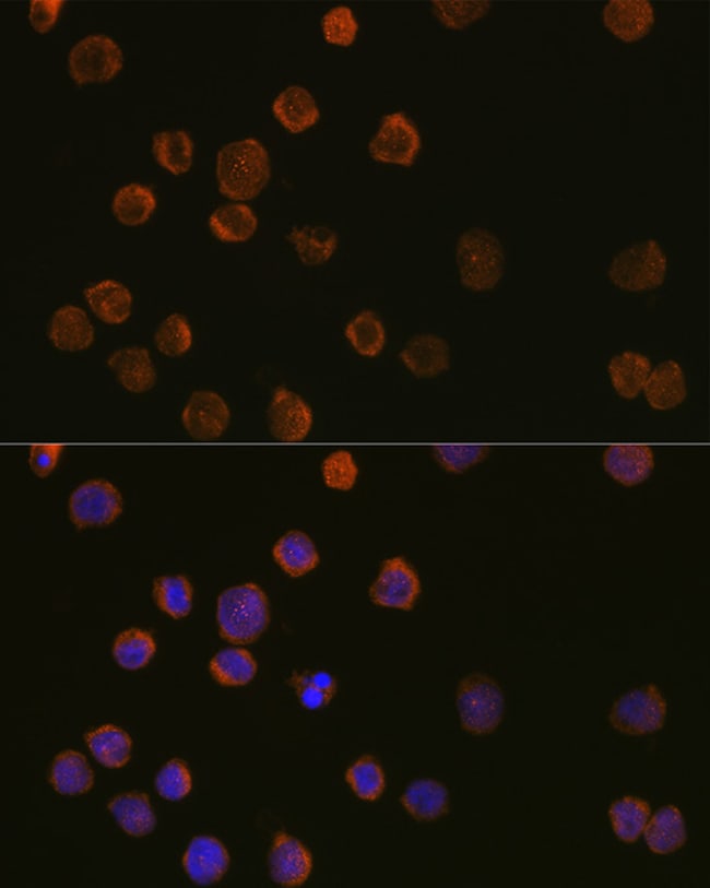 100UL CD11C ANTIBODY 100 ul