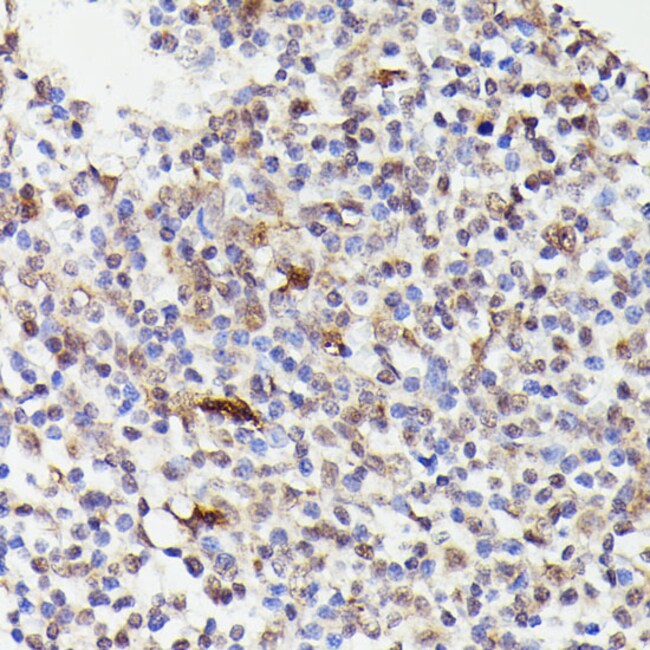 100UL CDC23 ANTIBODY 100 ul
