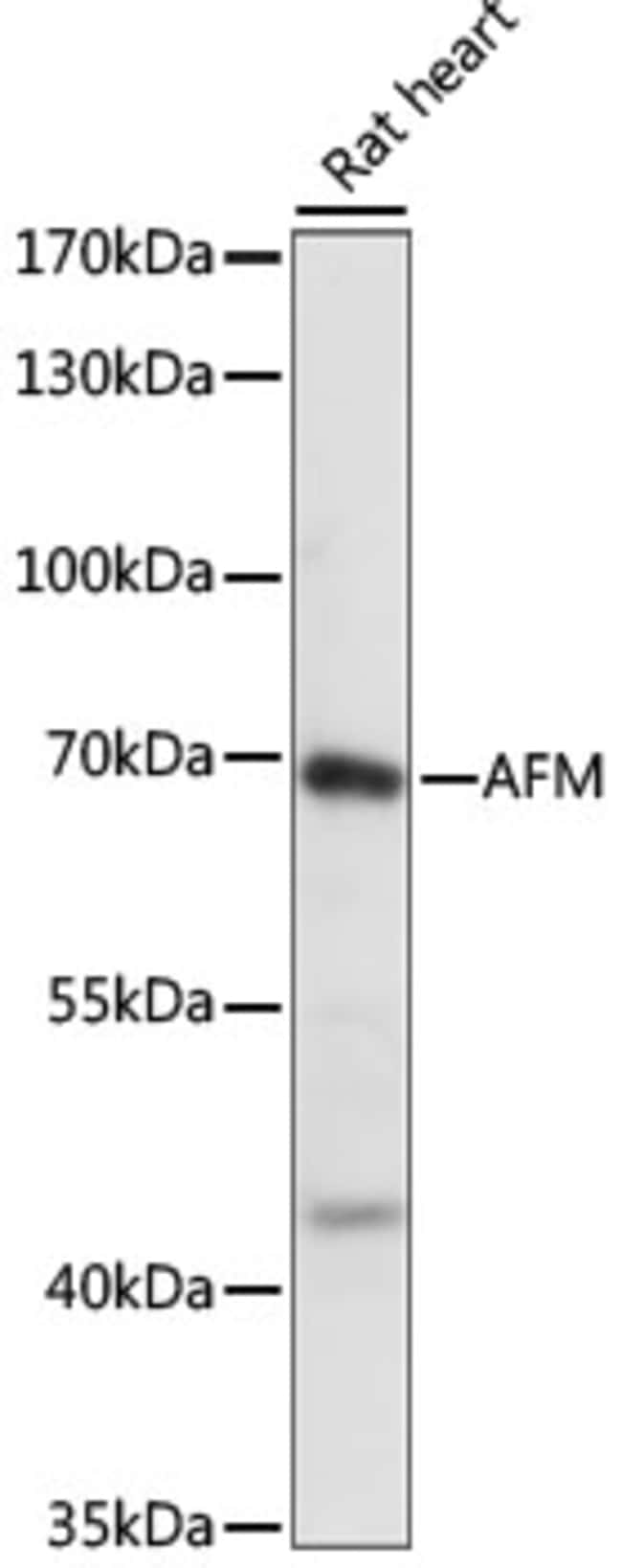 100UL AFAMIN ANTIBODY 100 ul