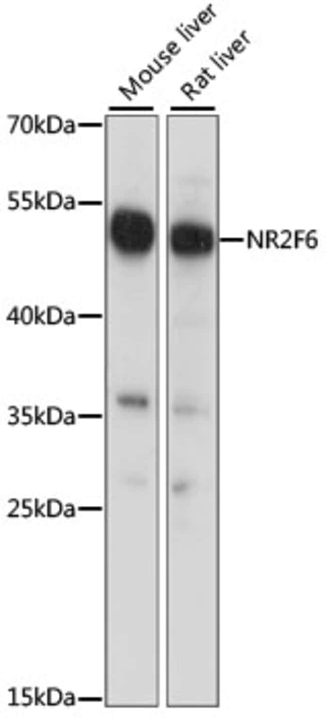 100UL EAR2 ANTIBODY 100 ul