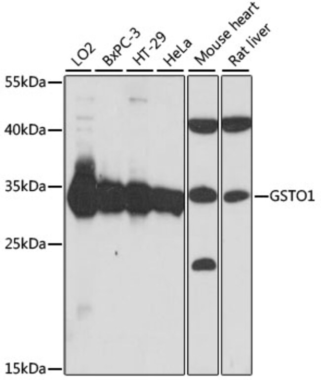 100UL GST OMEGA 1 ANTIBODY 100 ul