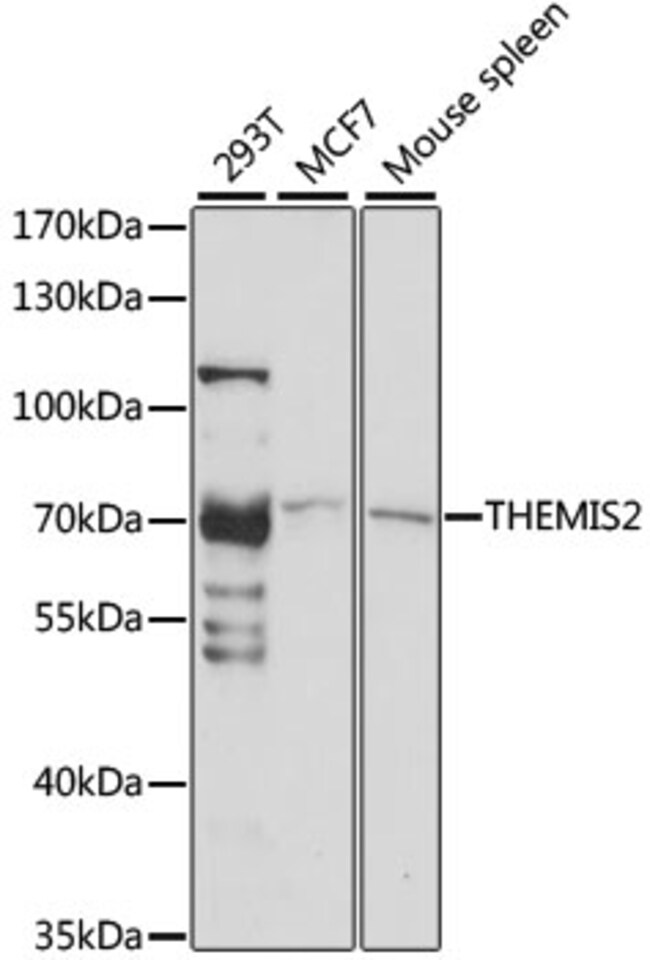 100UL ICB-1 ANTIBODY 100 ul