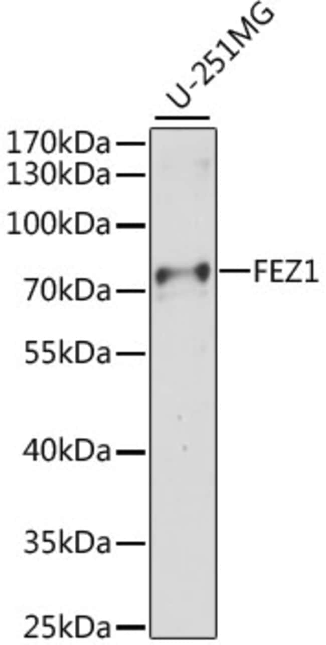 100UL FEZ1 ANTIBODY 100 ul