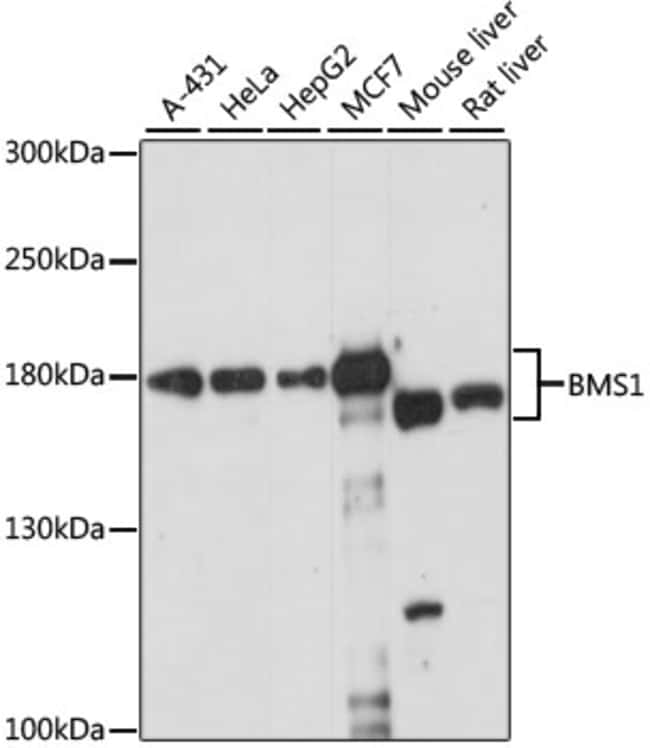 100UL BMS1 ANTIBODY 100 ul