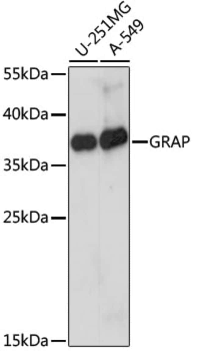100UL GRAP ANTIBODY 100 ul