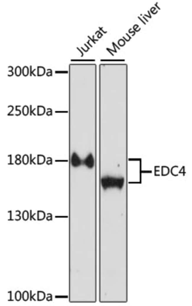 100UL EDC4 ANTIBODY 100 ul