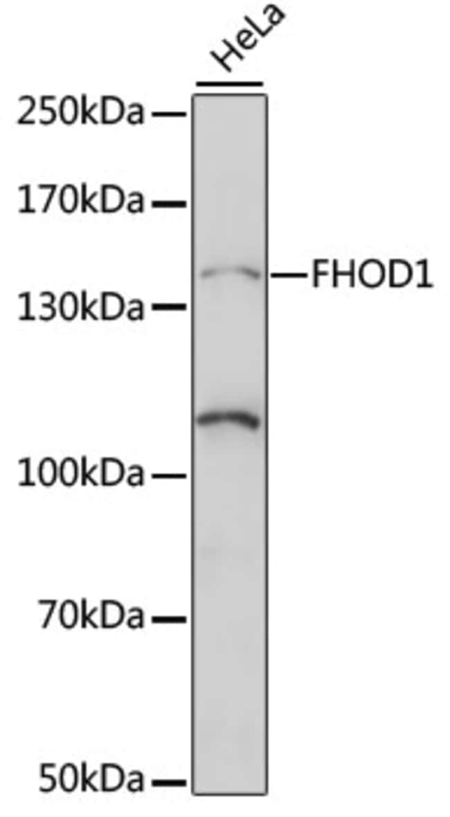 100UL FHOD1 ANTIBODY 100 ul