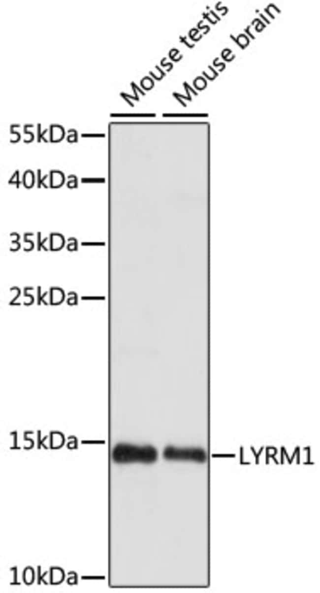 100UL LYRM1 ANTIBODY 100 ul