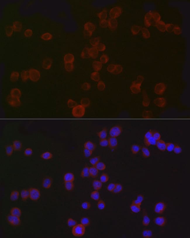 100UL CD4 ANTIBODY 100 ul