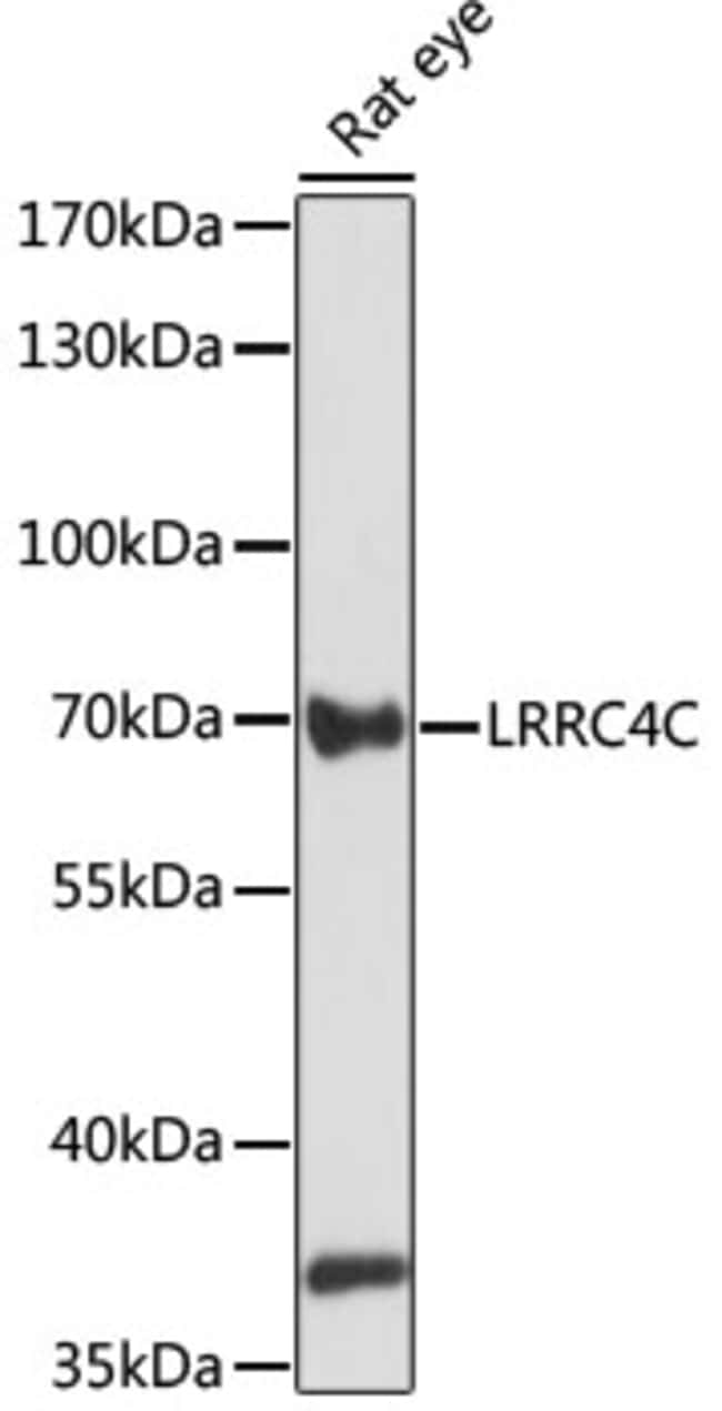 100UL LRRC4C ANTIBODY 100 ul