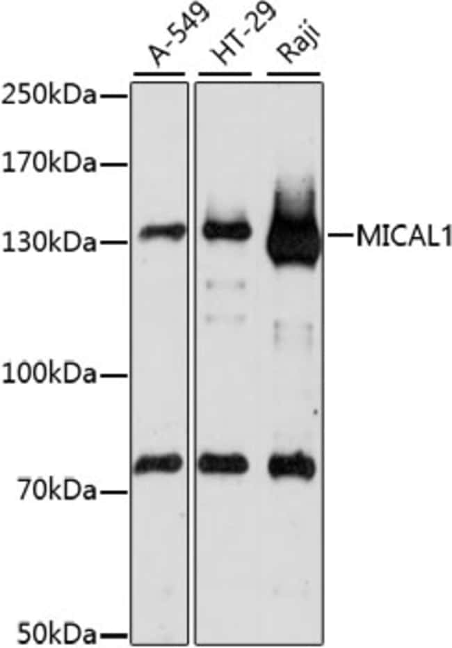 100UL MICAL1 ANTIBODY 100 ul