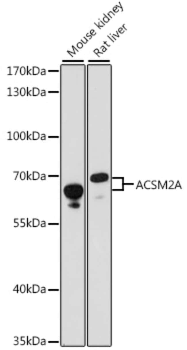 100UL ACSM2A ANTIBODY 100 ul