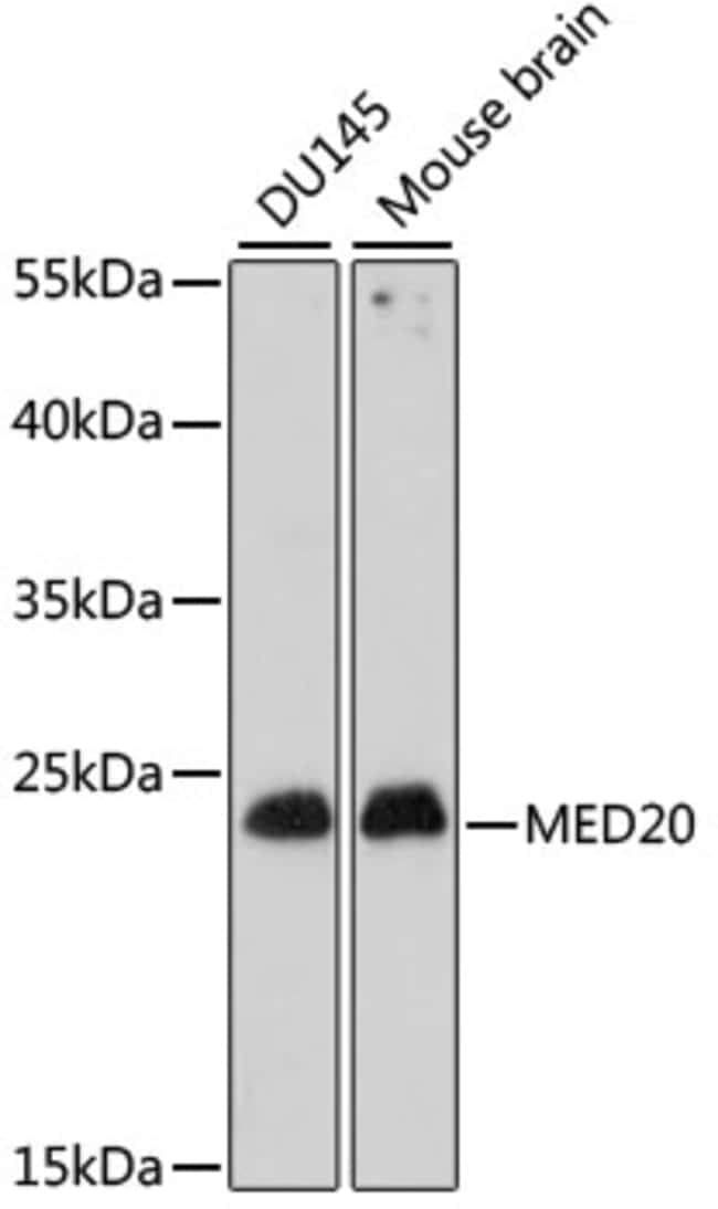 100UL MED20 ANTIBODY 100 ul