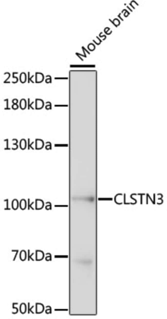 100UL CLSTN3 ANTIBODY 100 ul