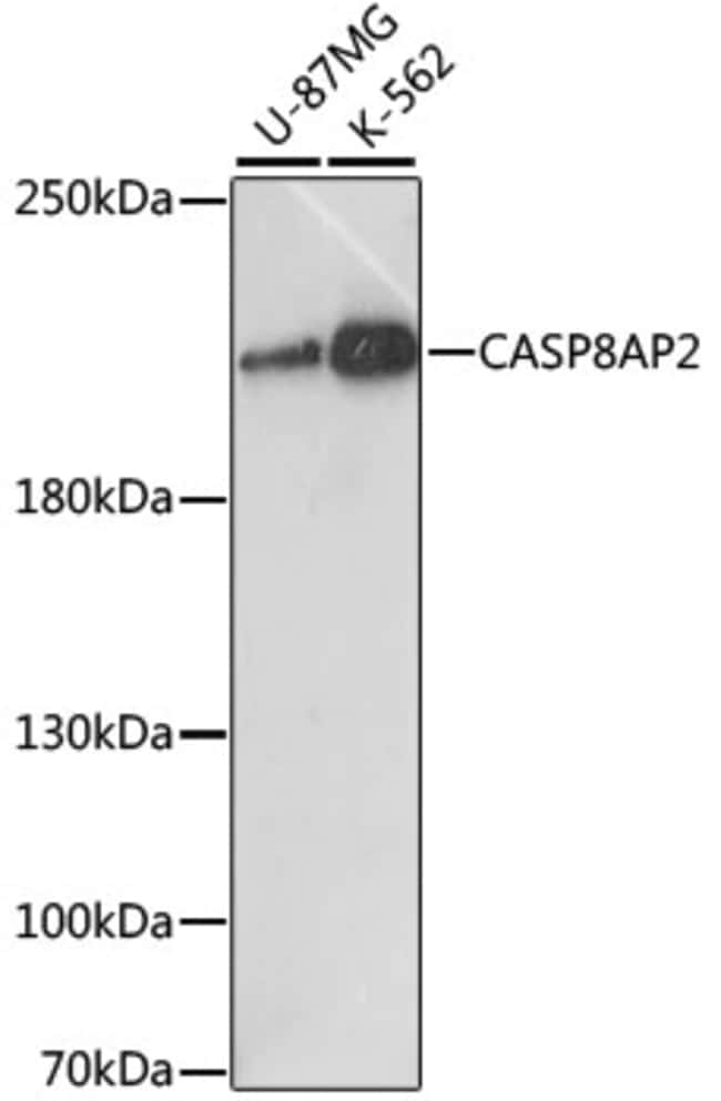 100UL FLASH ANTIBODY 100 ul