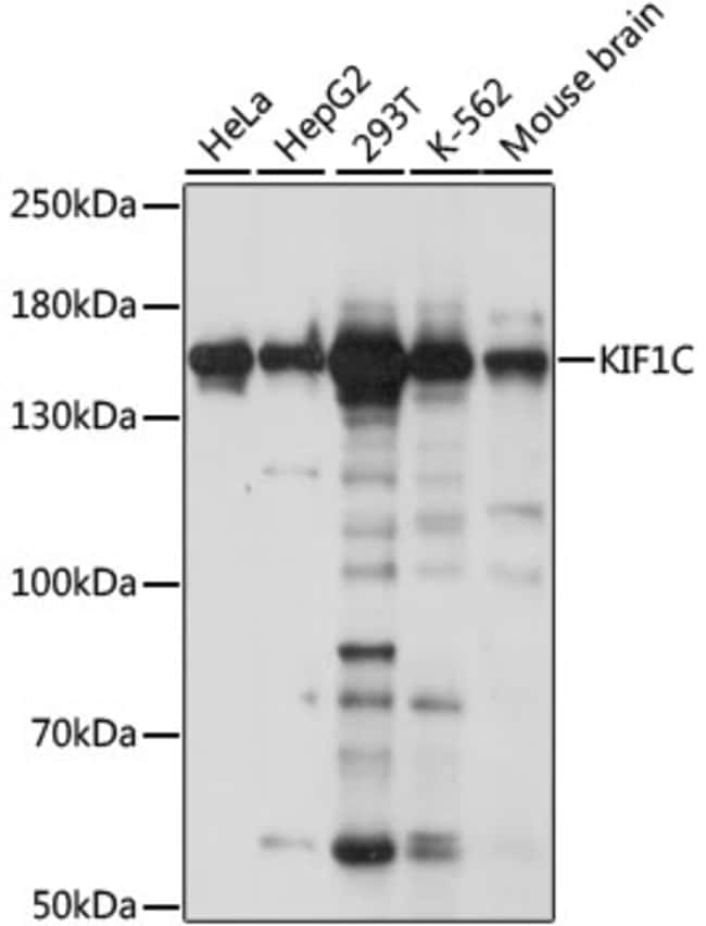100UL KIF1C ANTIBODY 100 ul