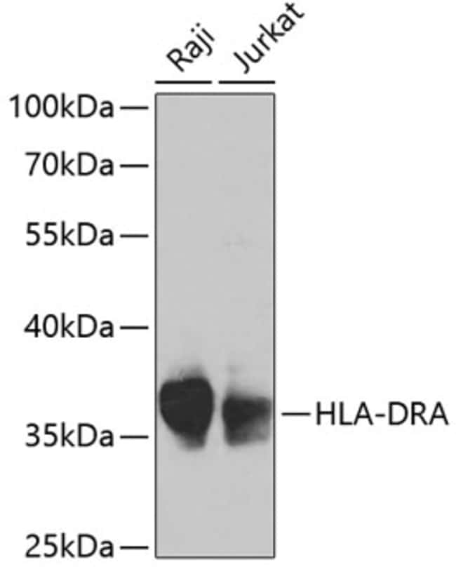 100UL HLA-DRA ANTIBODY 100 ul