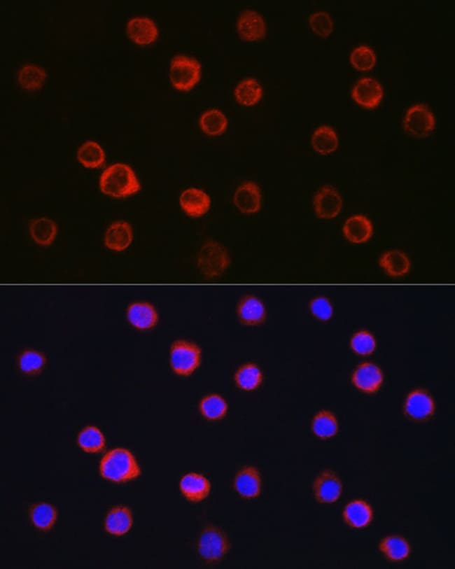 100UL CD11B ANTIBODY 100 ul