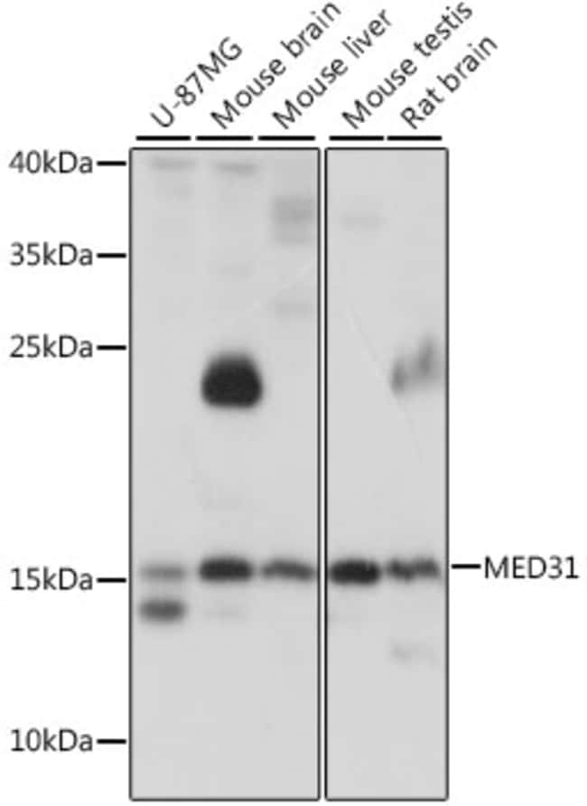 100UL MED31 ANTIBODY 100 ul