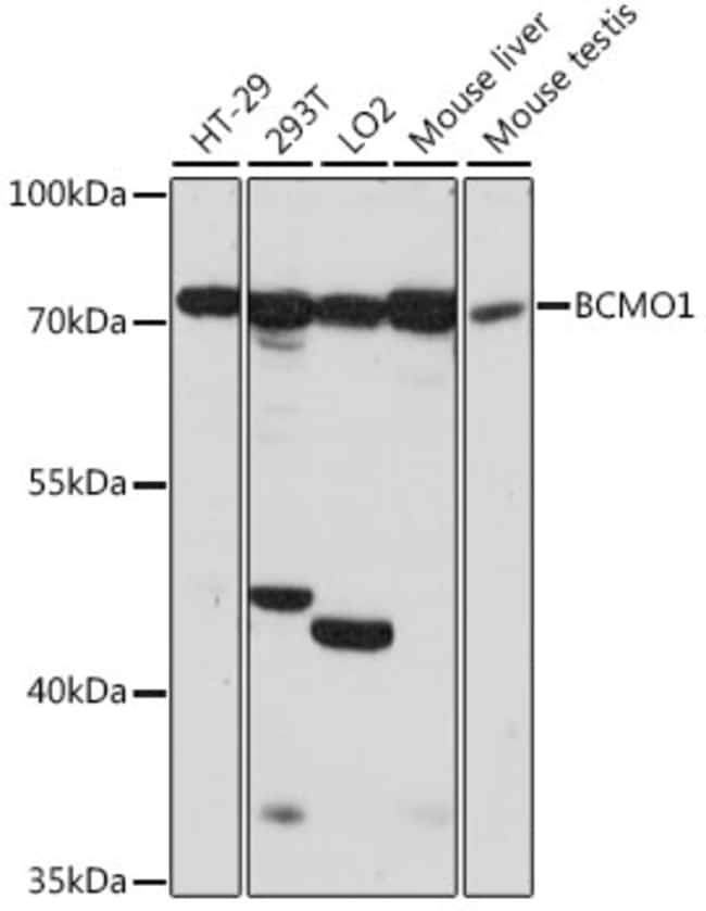 100UL BCMO1 ANTIBODY 100 ul