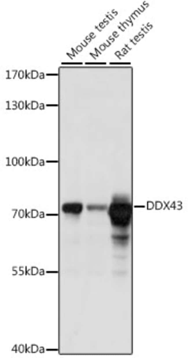 100UL DDX43 ANTIBODY 100 ul