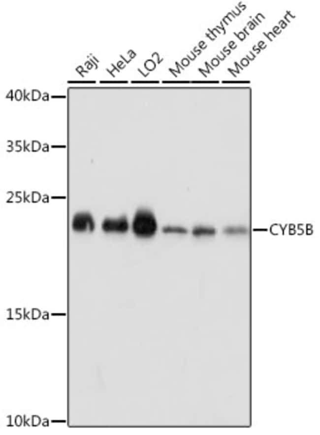 100UL CYB5B ANTIBODY 100 ul