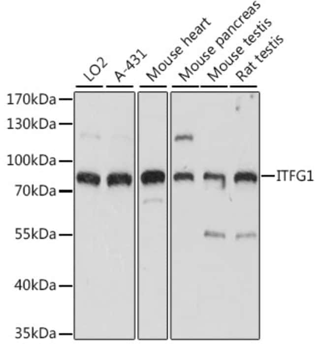 100UL ITFG1 ANTIBODY 100 ul