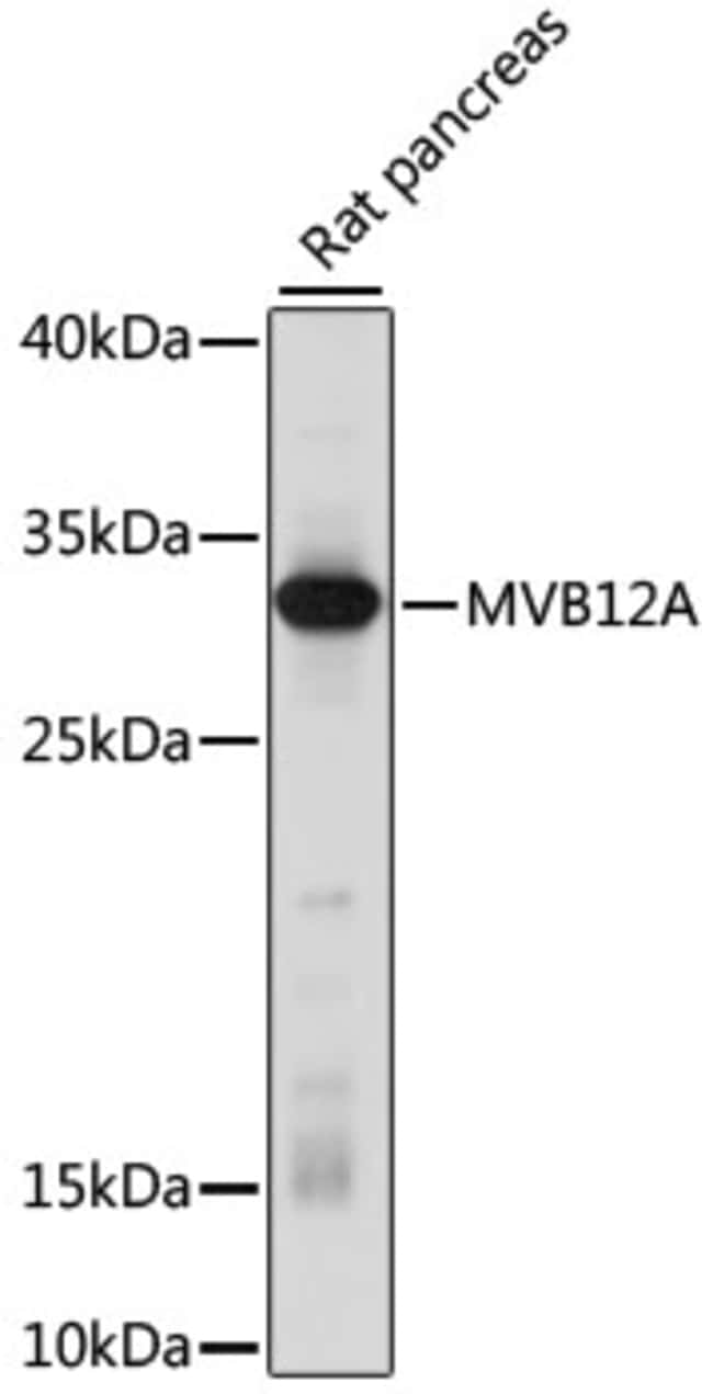 100UL MVB12A ANTIBODY 100 ul